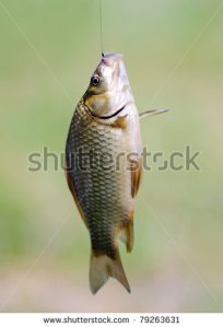 Fish stock-photo--fish-caught-on-a-fishing-line-79263631